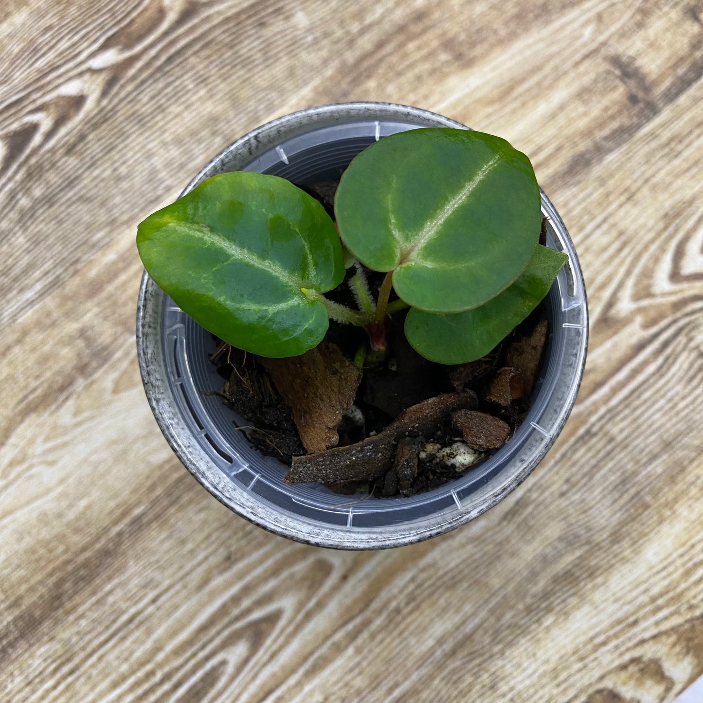 Anthurium Tezula RC × (SKG Silver × RC) - E (TC)