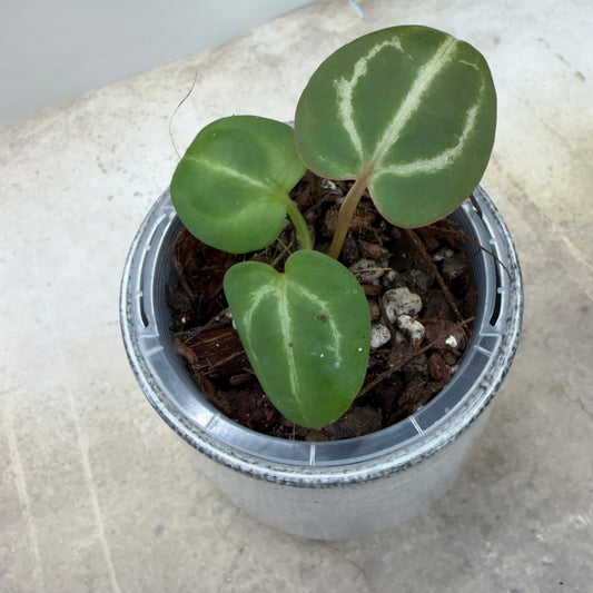 Anthurium Tezula RC × (SKG Silver × RC) - TC