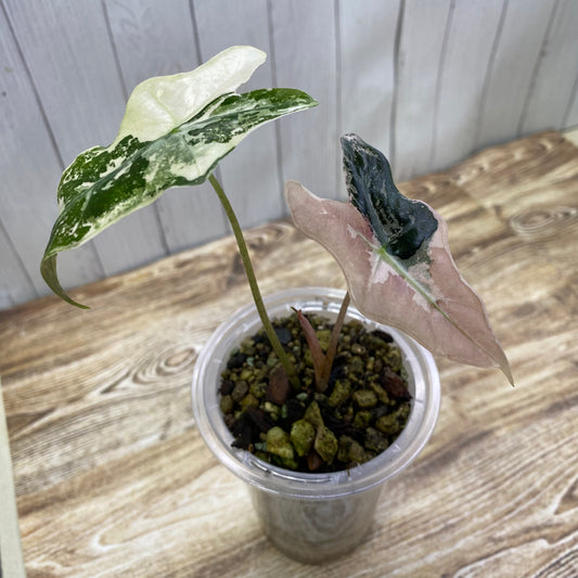Alocasia Pink Nobilis - O