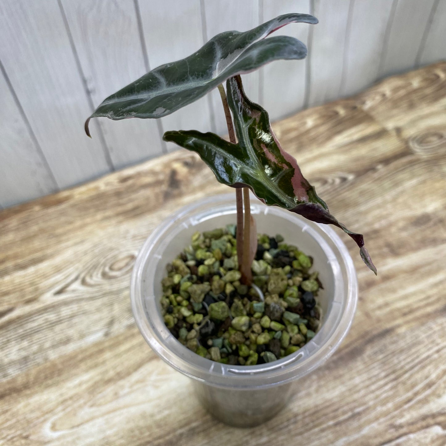 Alocasia Pink Nobilis - P