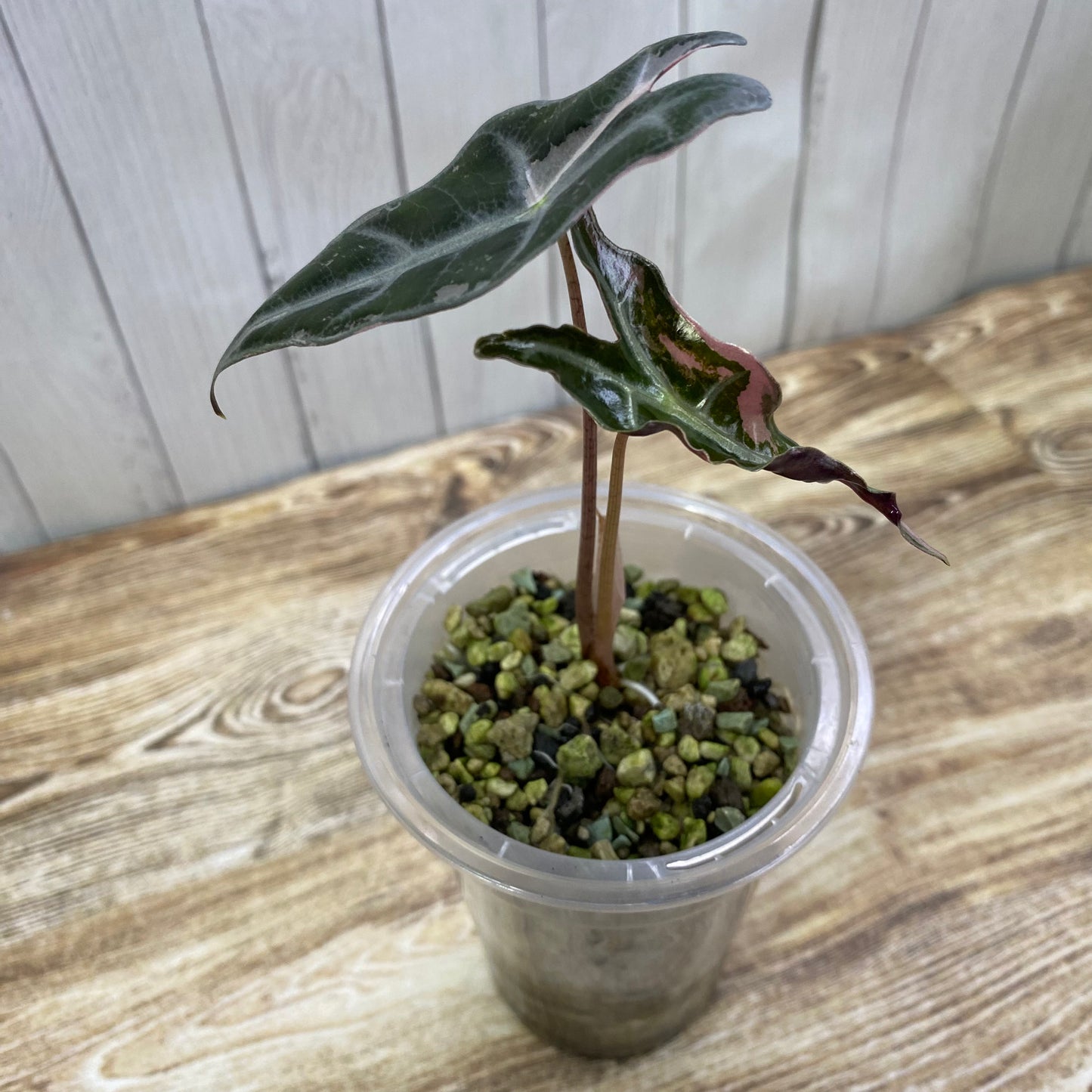 Alocasia Pink Nobilis - P