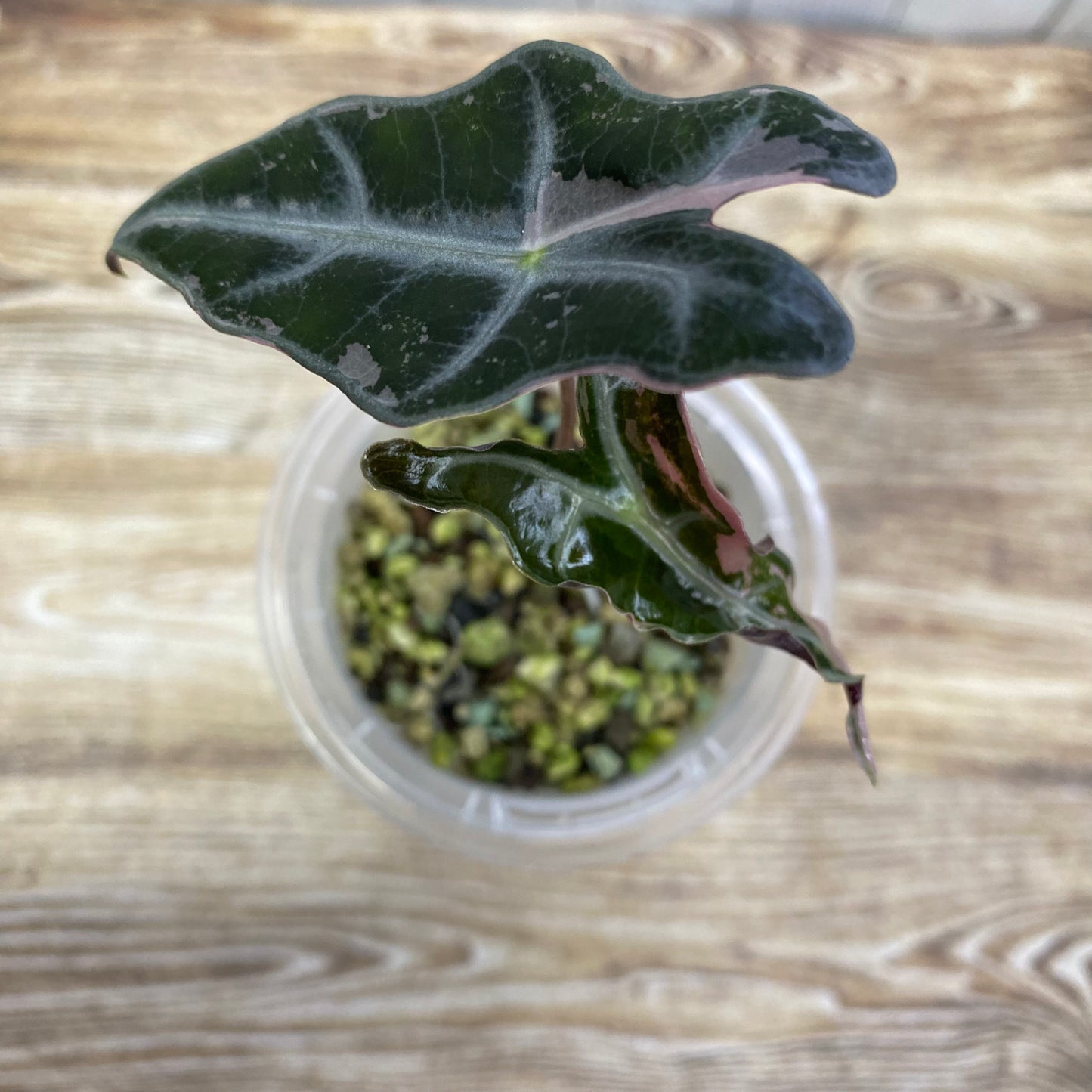 Alocasia Pink Nobilis - P