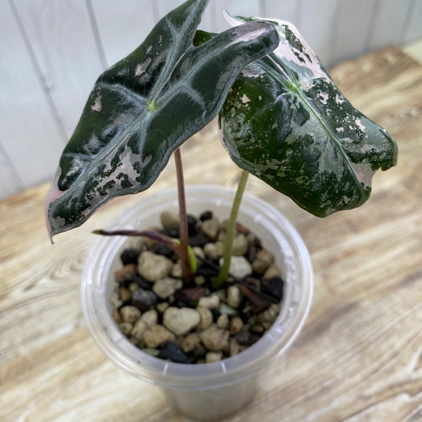 Alocasia Pink Nobilis - Q
