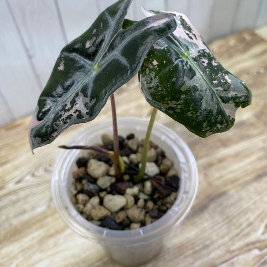 Alocasia Pink Nobilis - Q