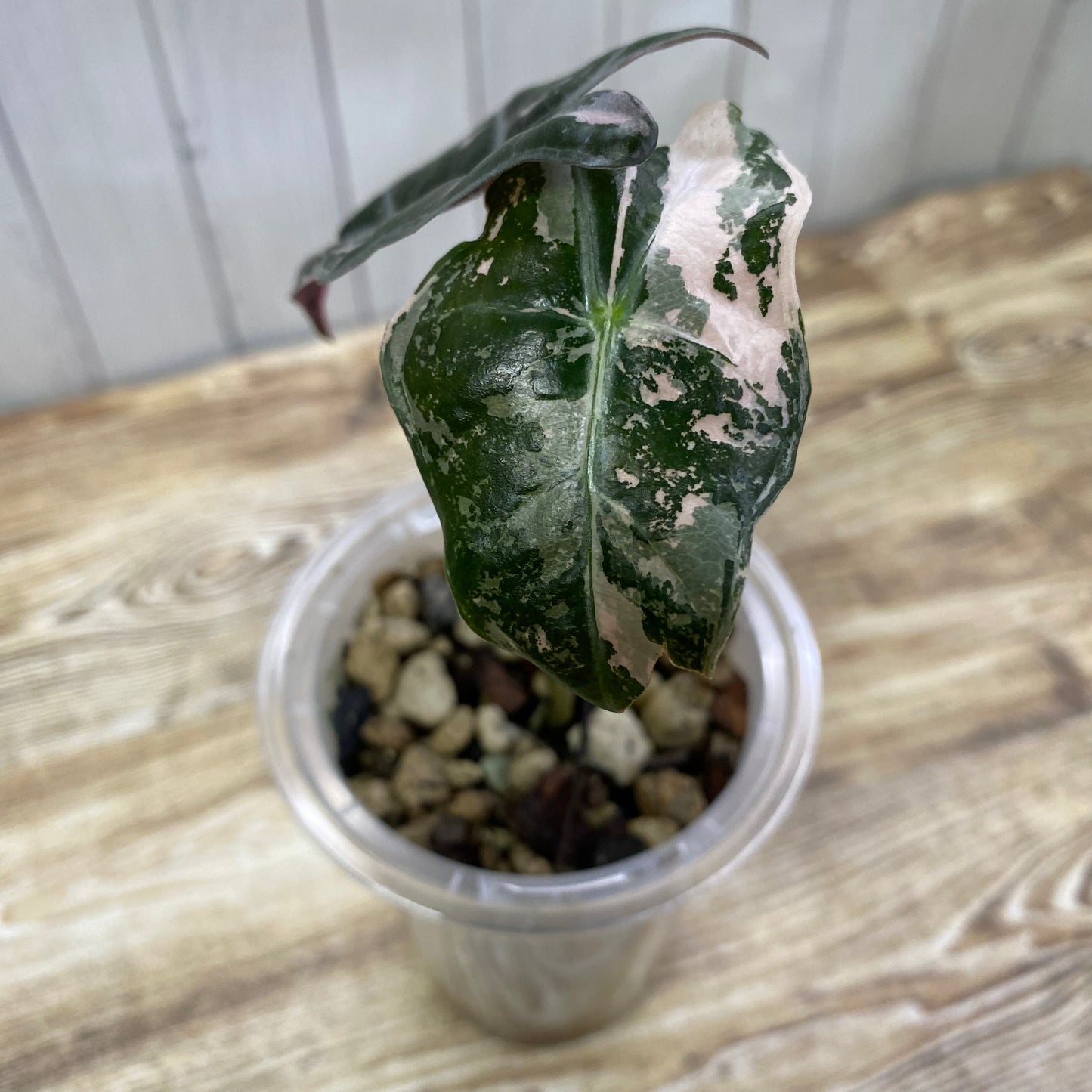 Alocasia Pink Nobilis - Q