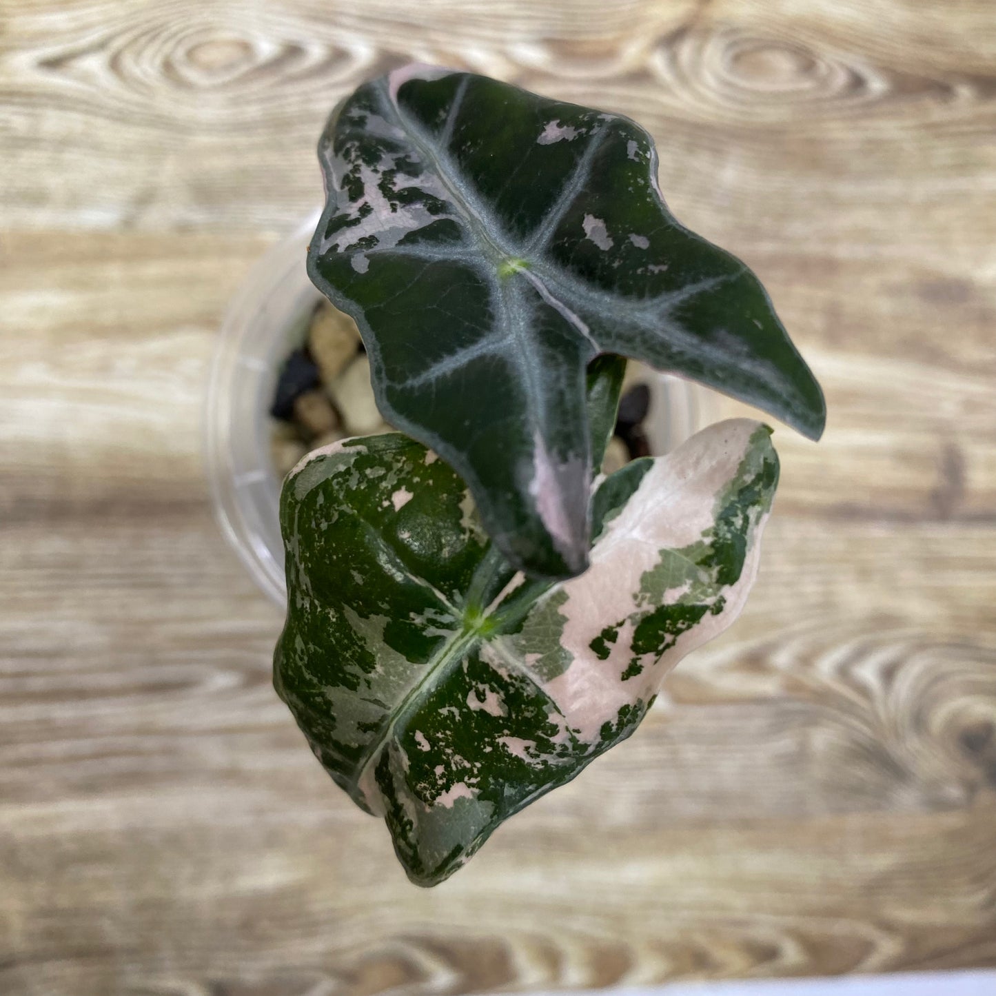 Alocasia Pink Nobilis - Q