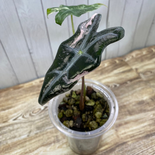 Alocasia Pink Nobilis - R