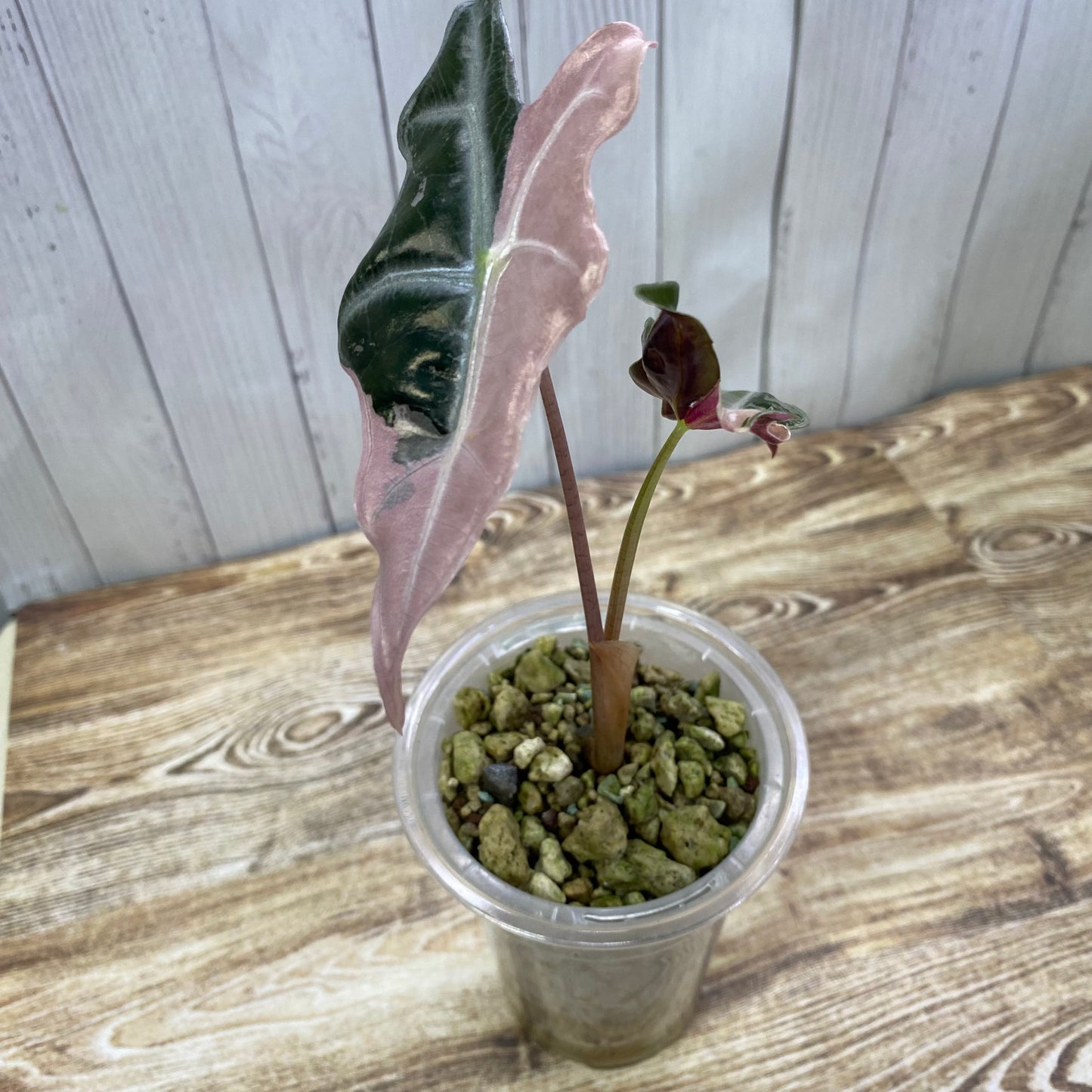 Alocasia Pink Nobilis - S