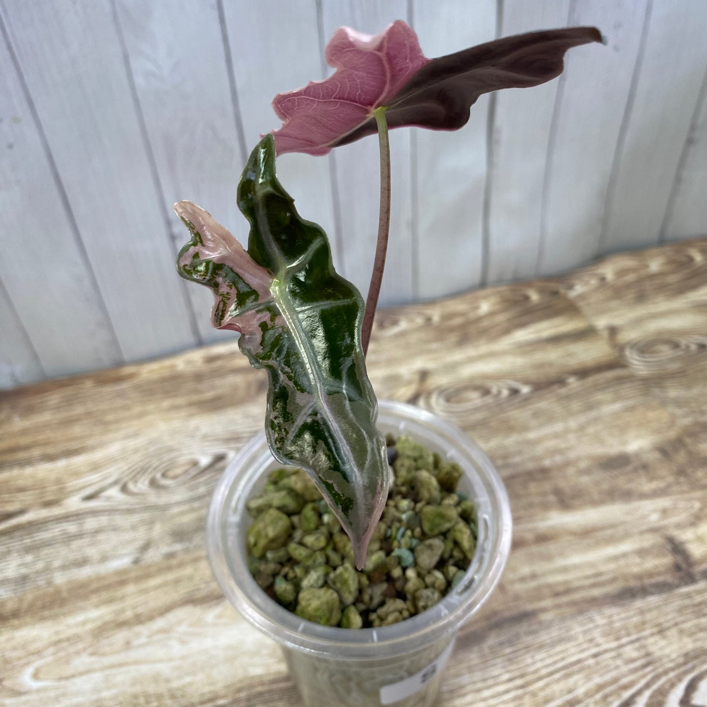 Alocasia Pink Nobilis - S