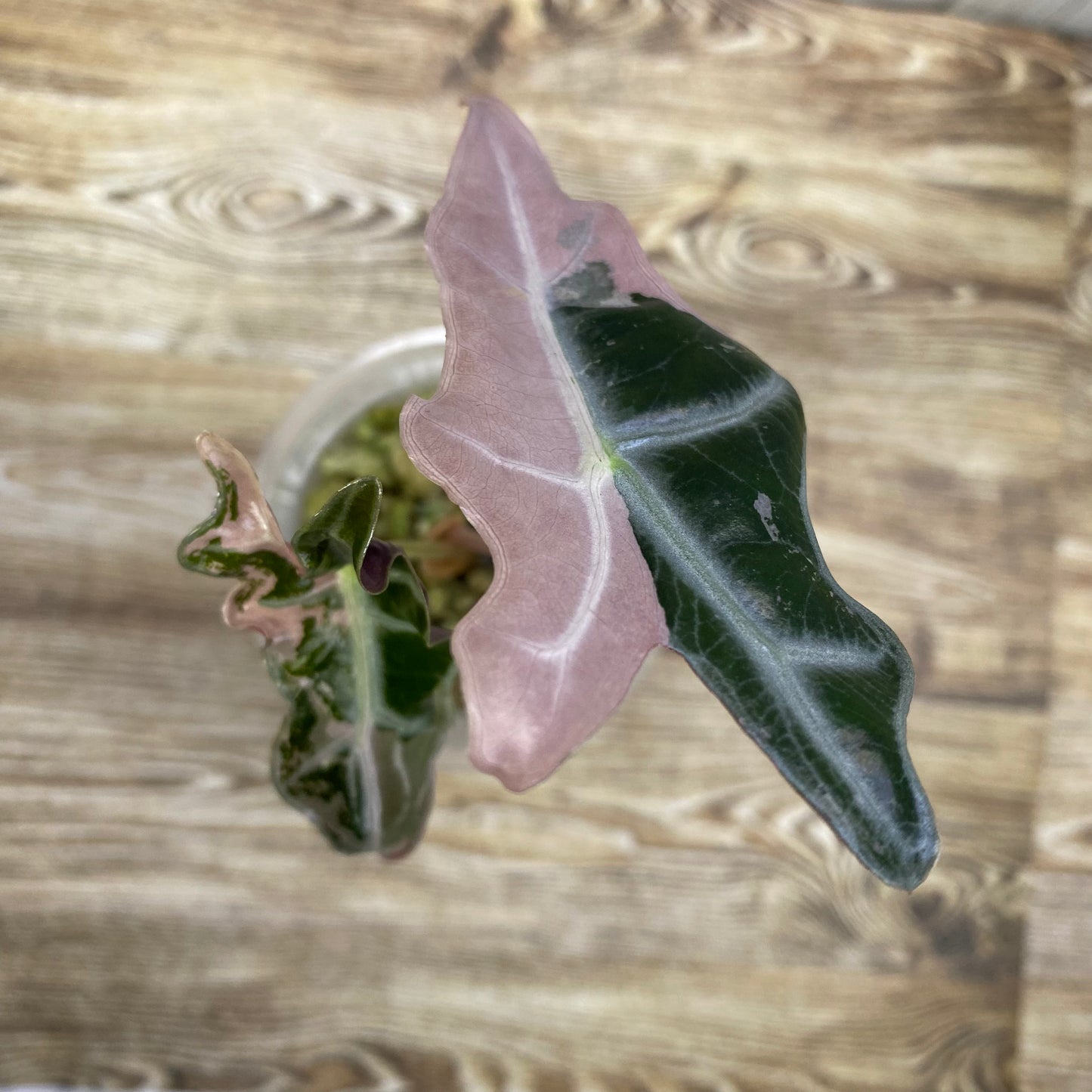 Alocasia Pink Nobilis - S