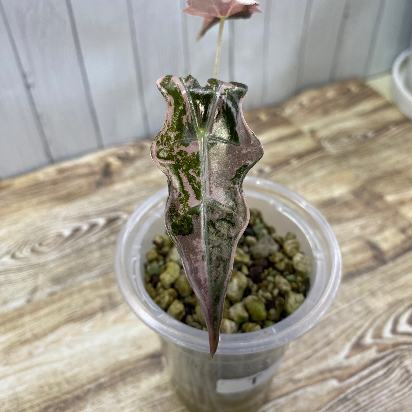 Alocasia Pink Nobilis - T