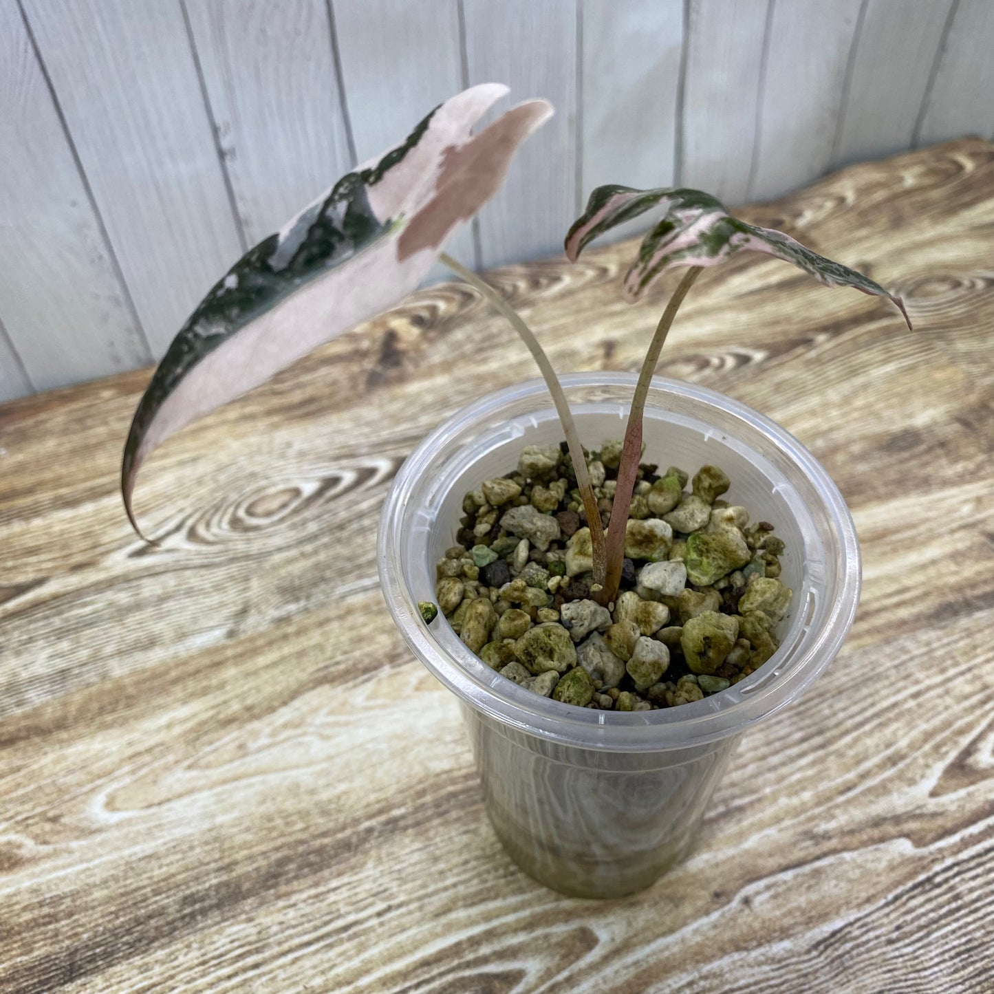 Alocasia Pink Nobilis - T