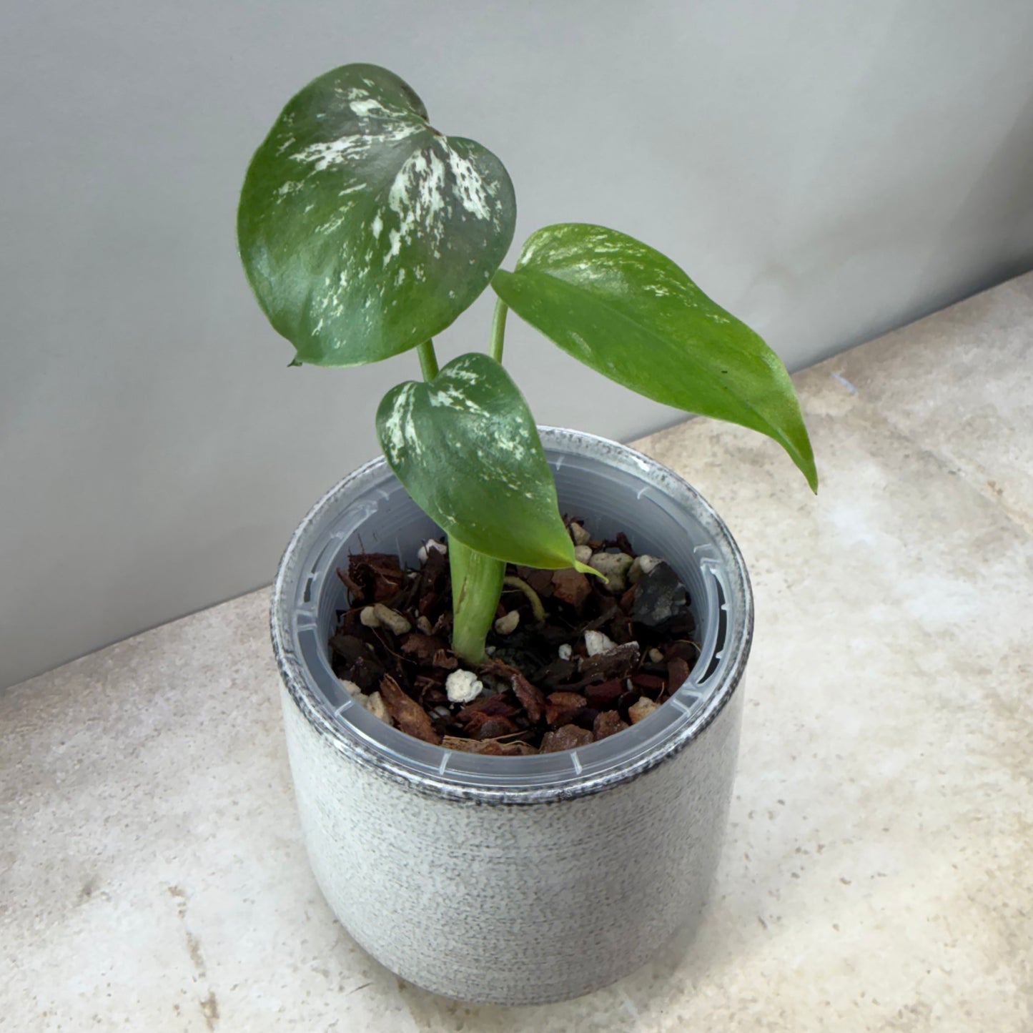 Monstera Devil Monster