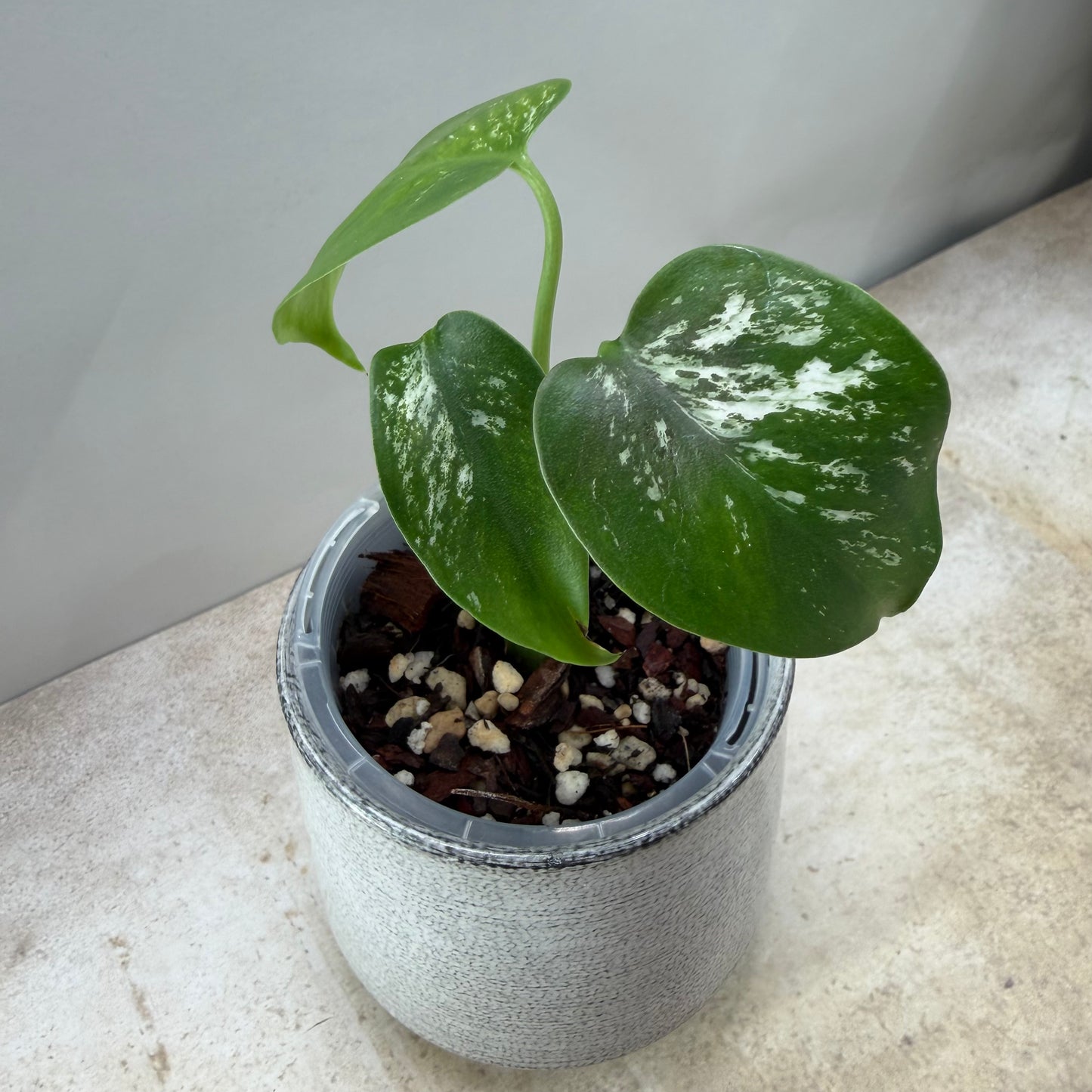 Monstera Devil Monster