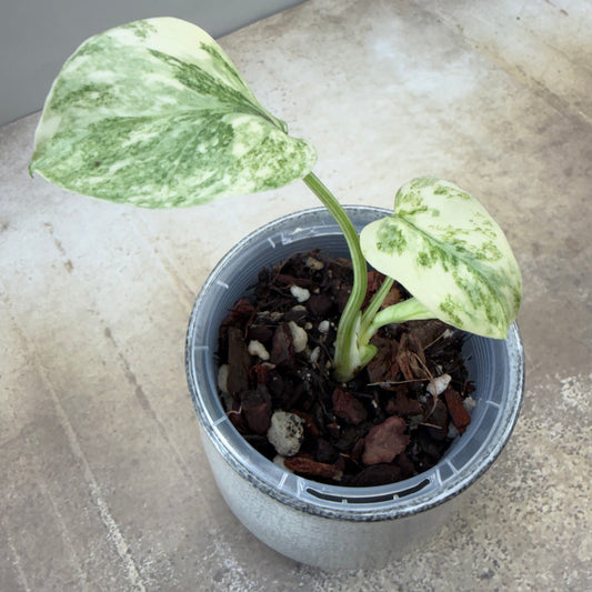 Monstera Deliciosa Legacy