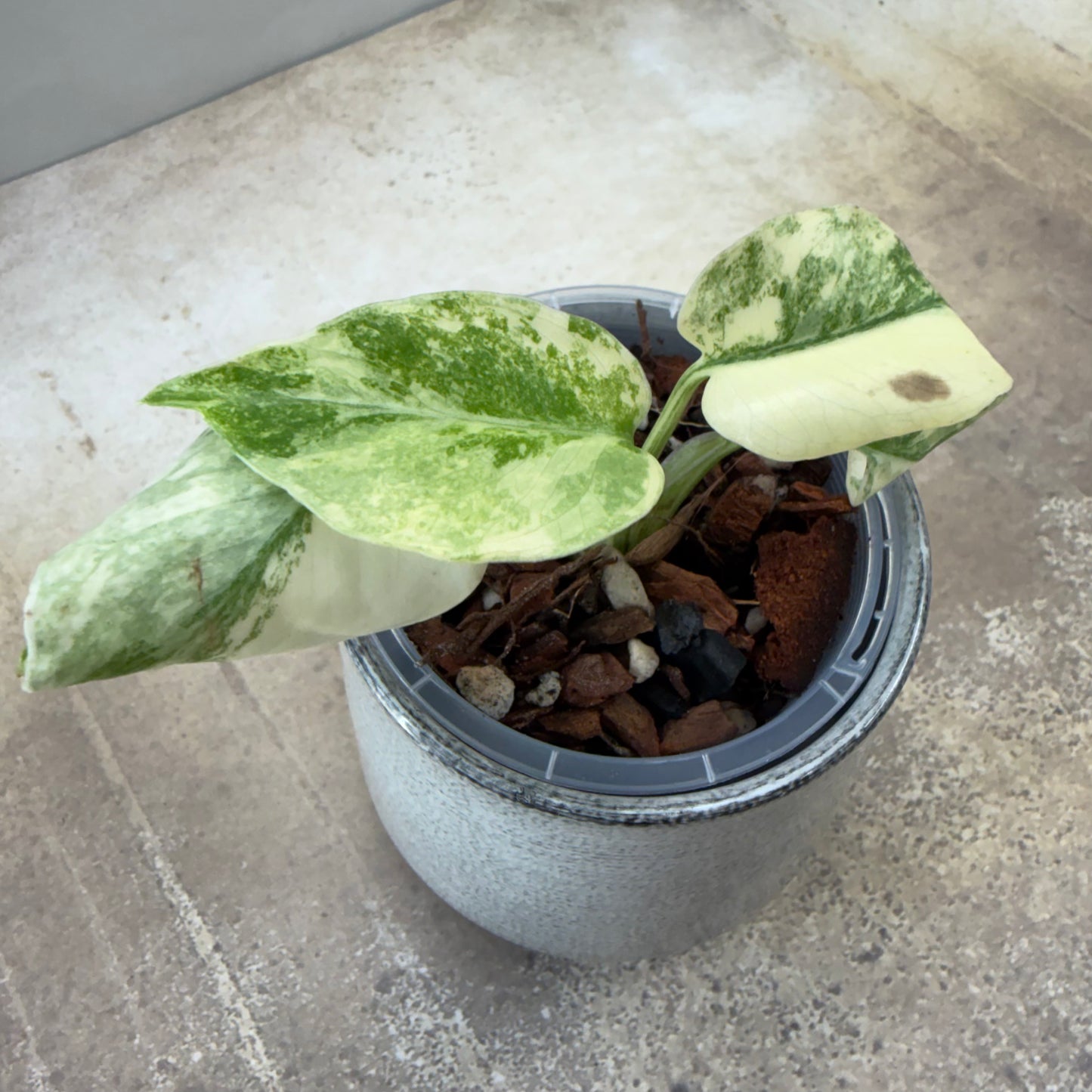 Monstera Deliciosa Legacy