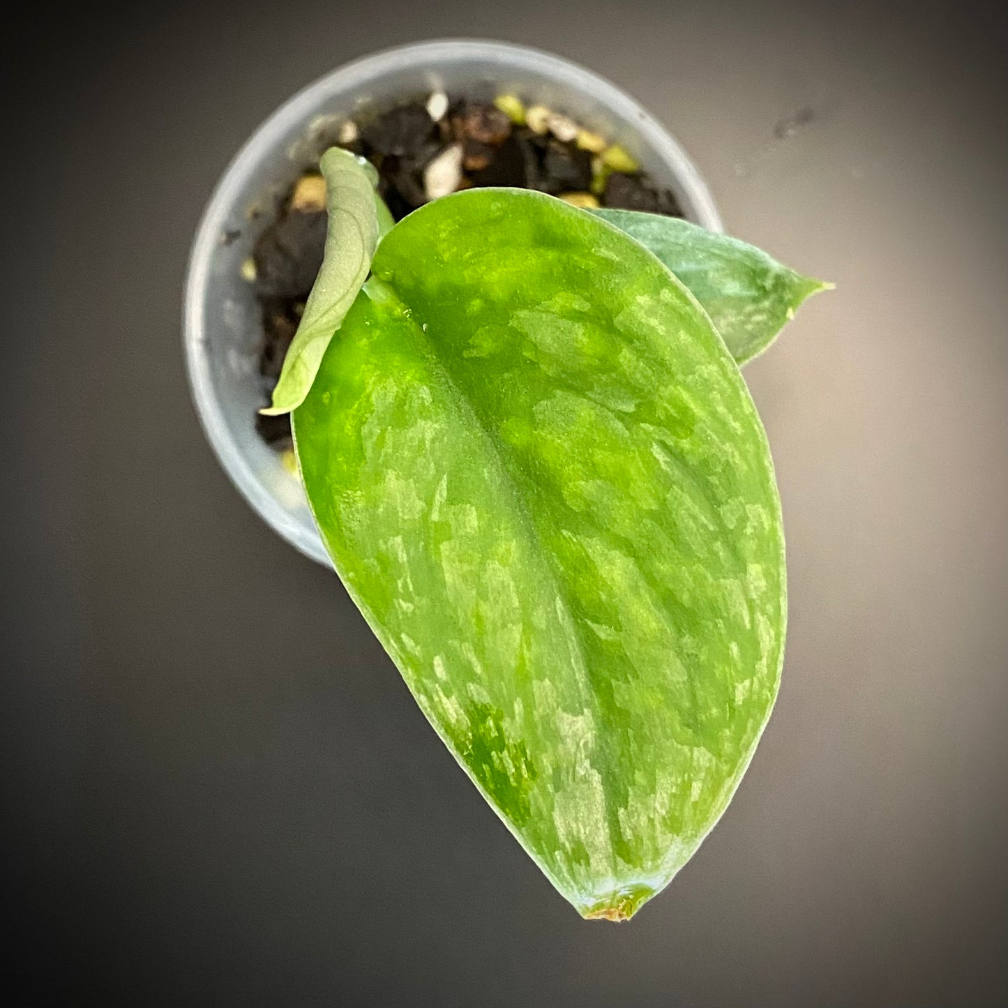 Scindapsus Leopard C