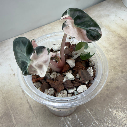 Alocasia Heart Balloon Pink Variegated