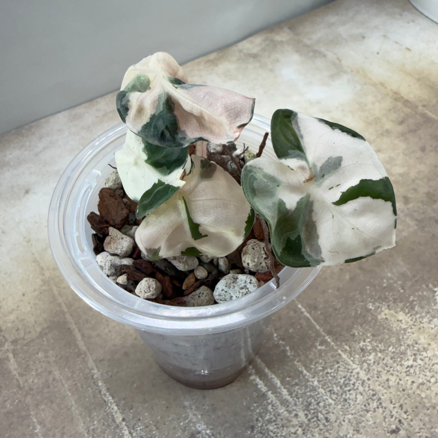Alocasia Heart Balloon Pink Variegated