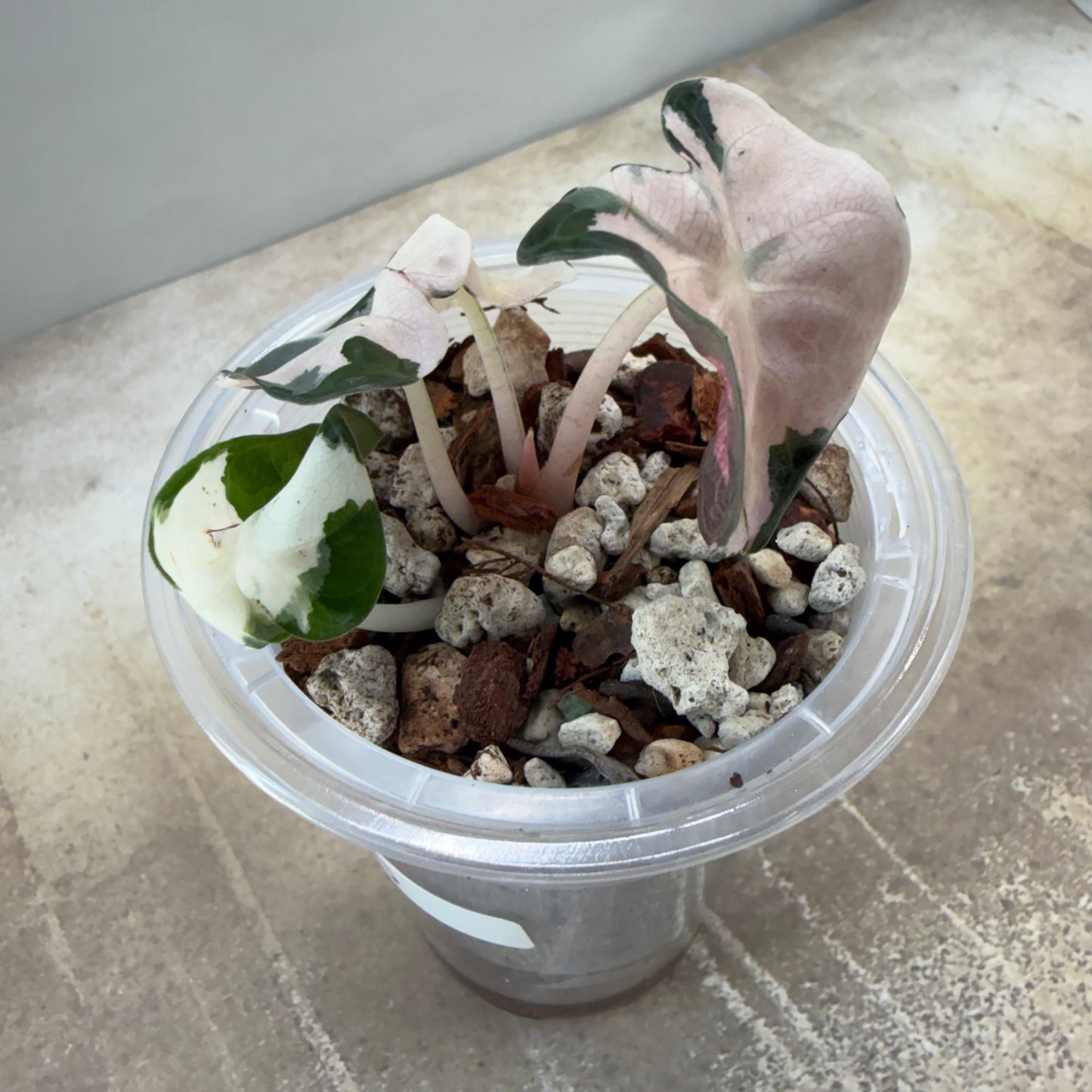 Alocasia Heart Balloon Pink Variegated