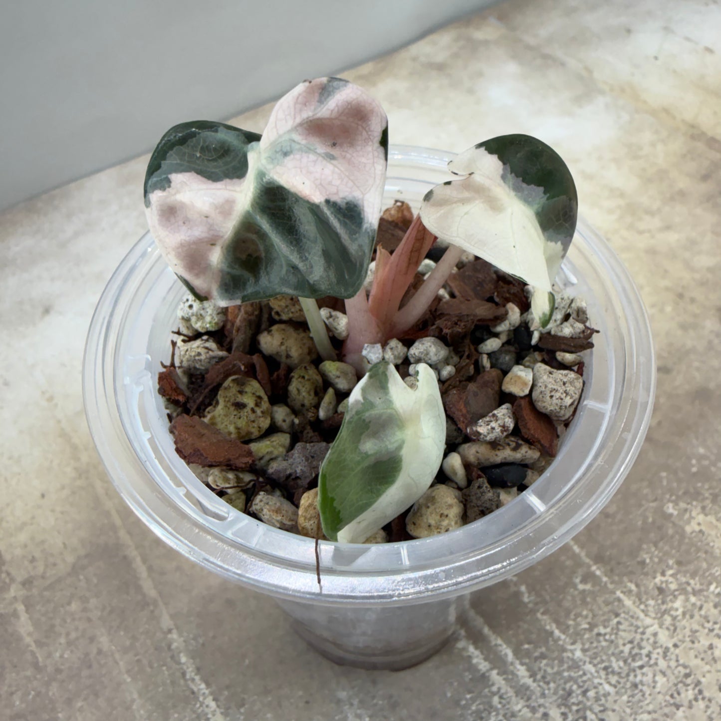 Alocasia Heart Balloon Pink Variegated
