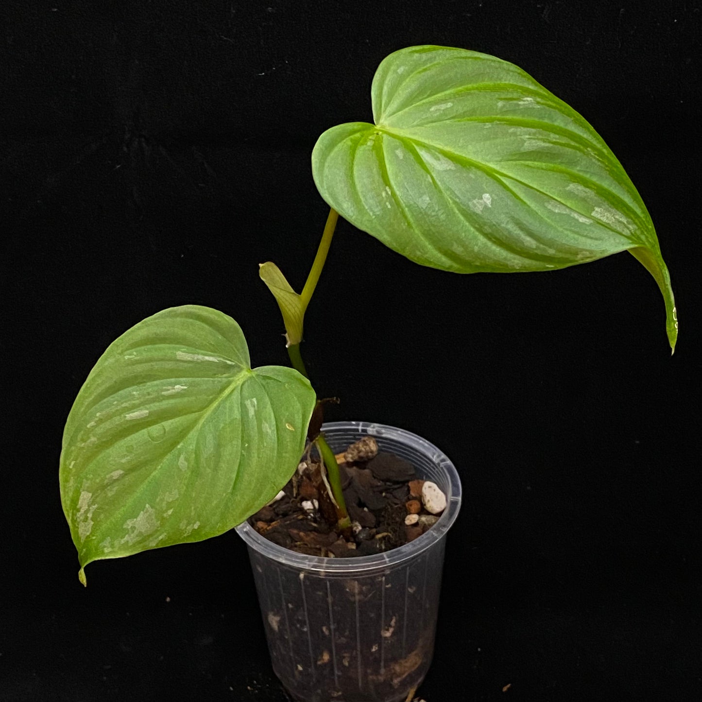 Philodendron Majestic E
