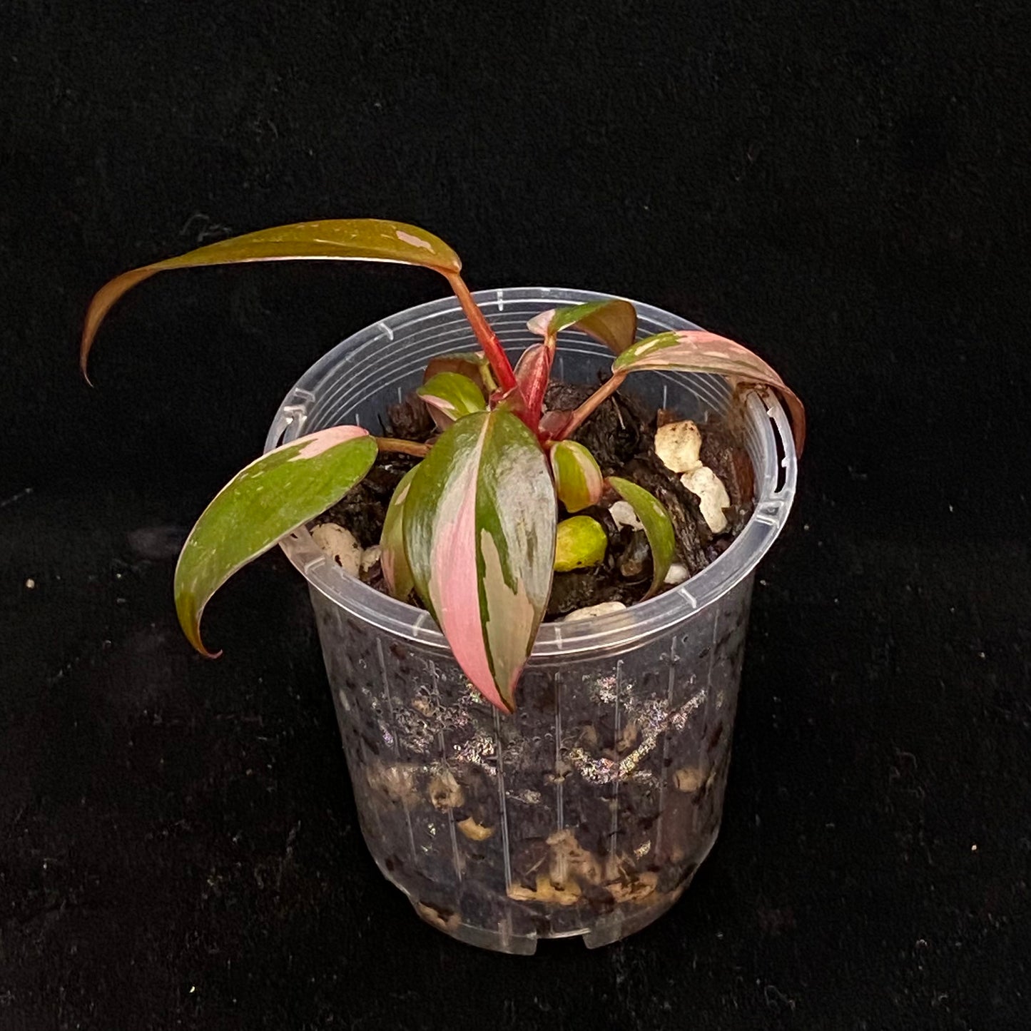 Philodendron Pink Princess