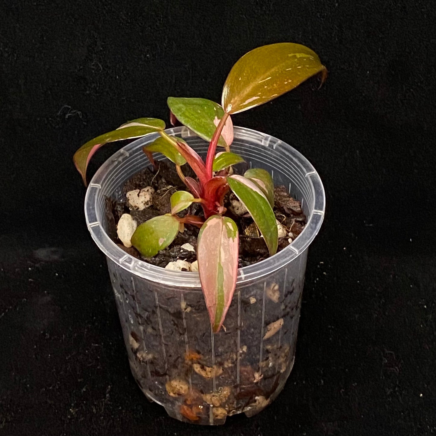 Philodendron Pink Princess