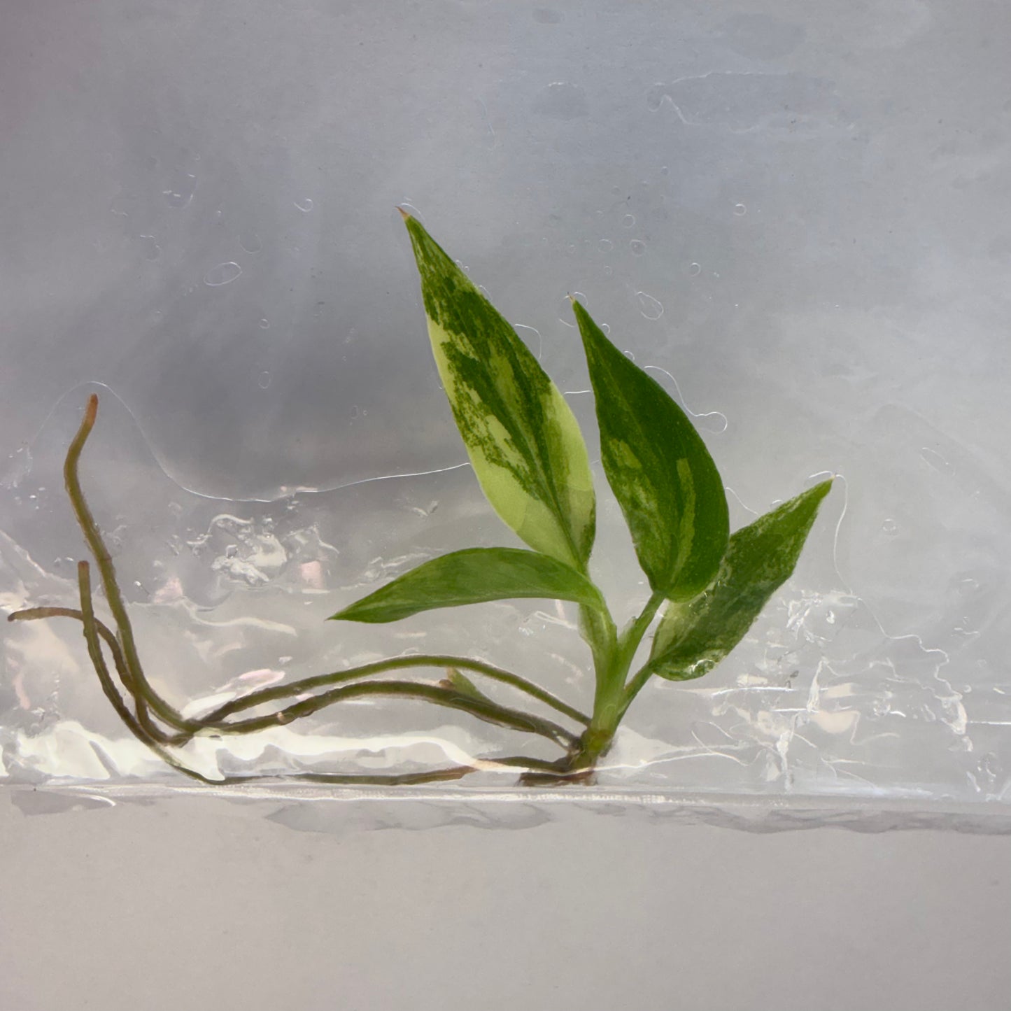 Philodendron radiatum var. pseudoradiatum Variegated – Tissue Culture