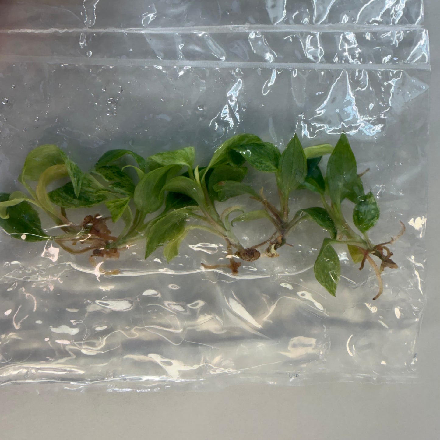 Philodendron Micans ‘Pink Mint Variegated’ – Tissue Culture