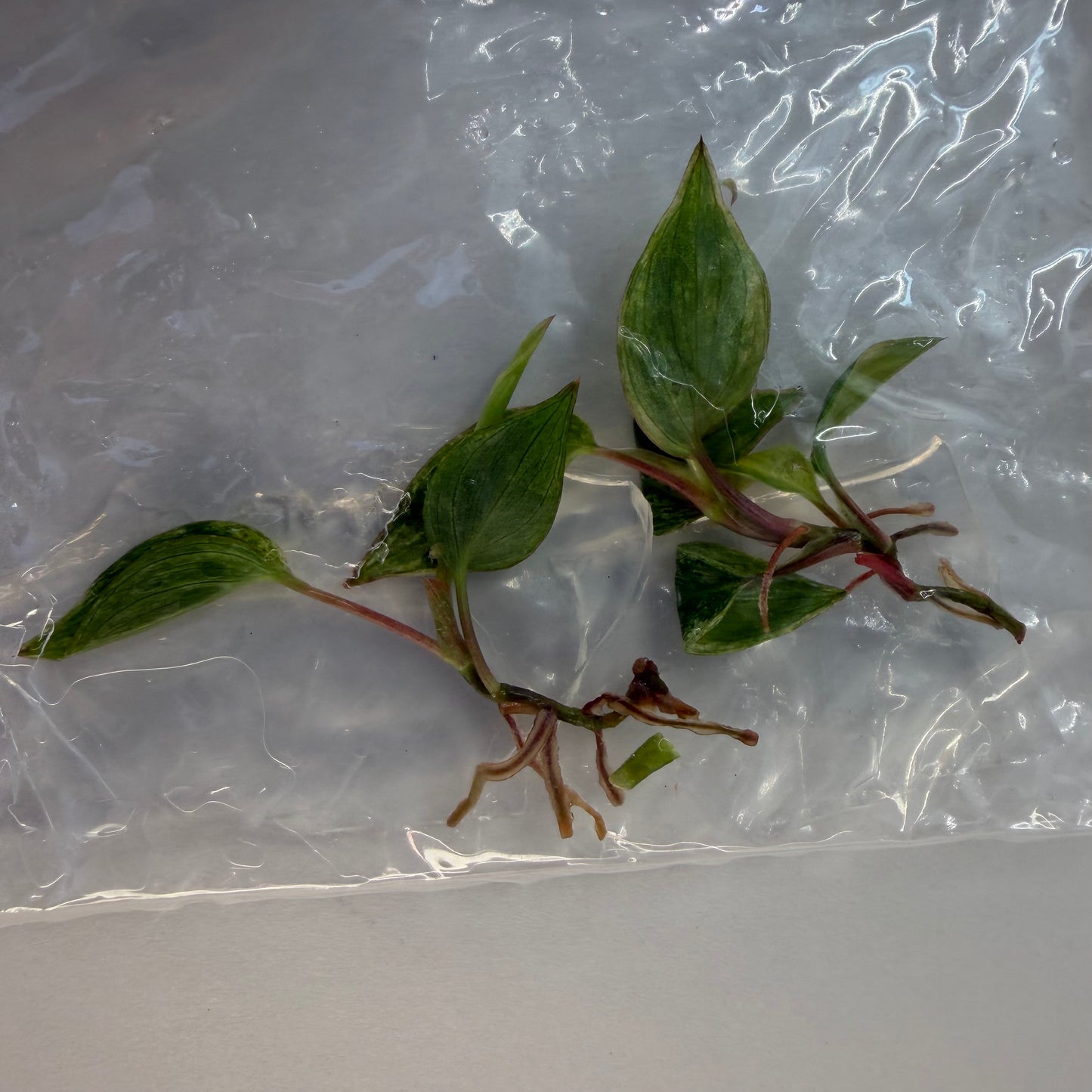 Philodendron Micans ‘Pink Mint Variegated’ – Tissue Culture