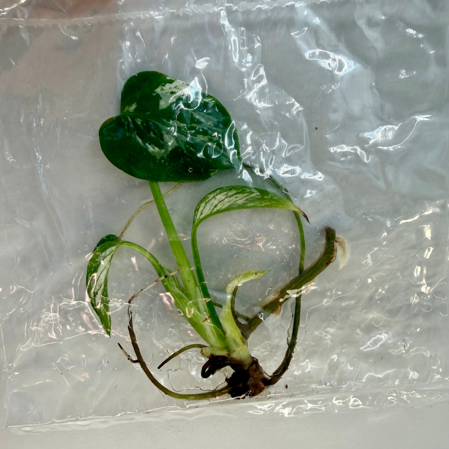 Monstera Devil Monster Premium - Tissue Culture