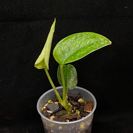 Scindapsus Leopard C