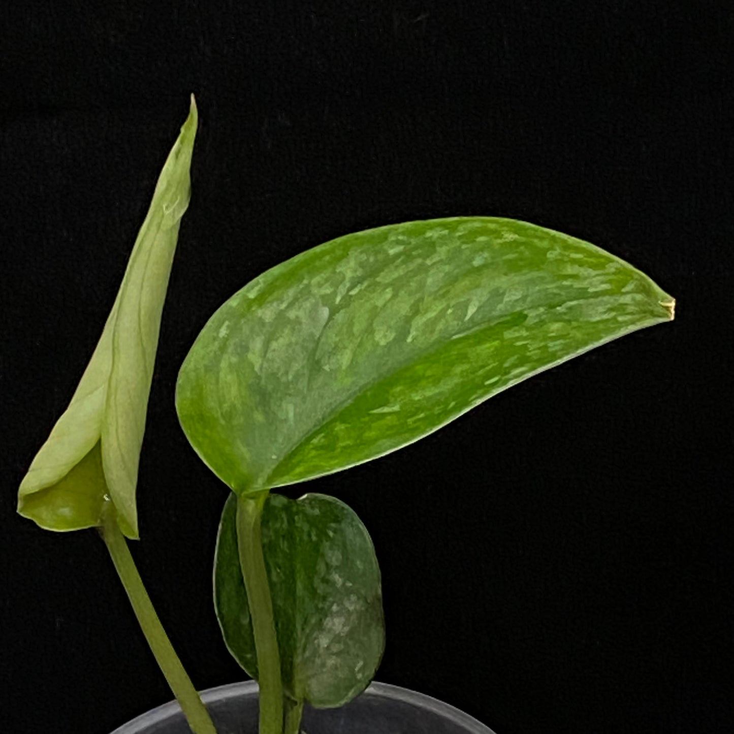Scindapsus Leopard C