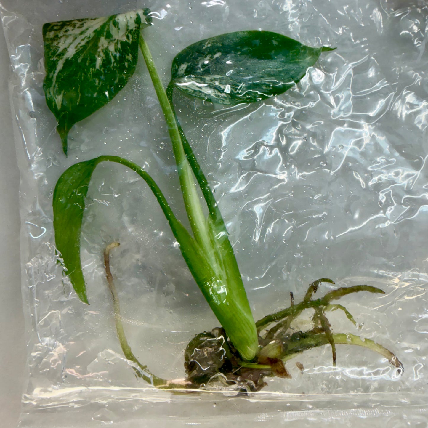 Monstera Devil Monster Premium - Tissue Culture