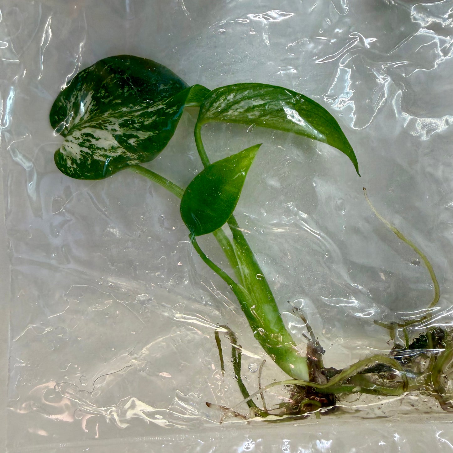 Monstera Devil Monster Premium - Tissue Culture