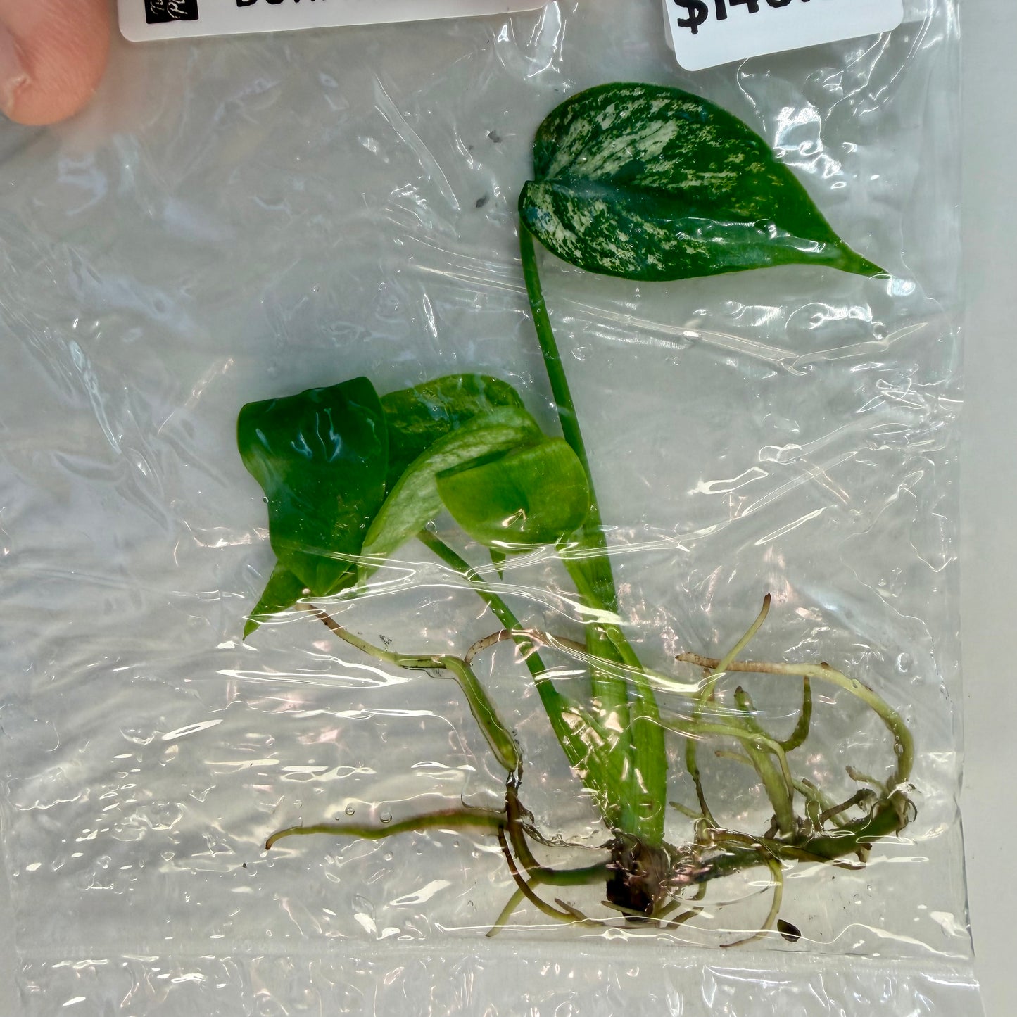 Monstera Devil Monster Premium - Tissue Culture
