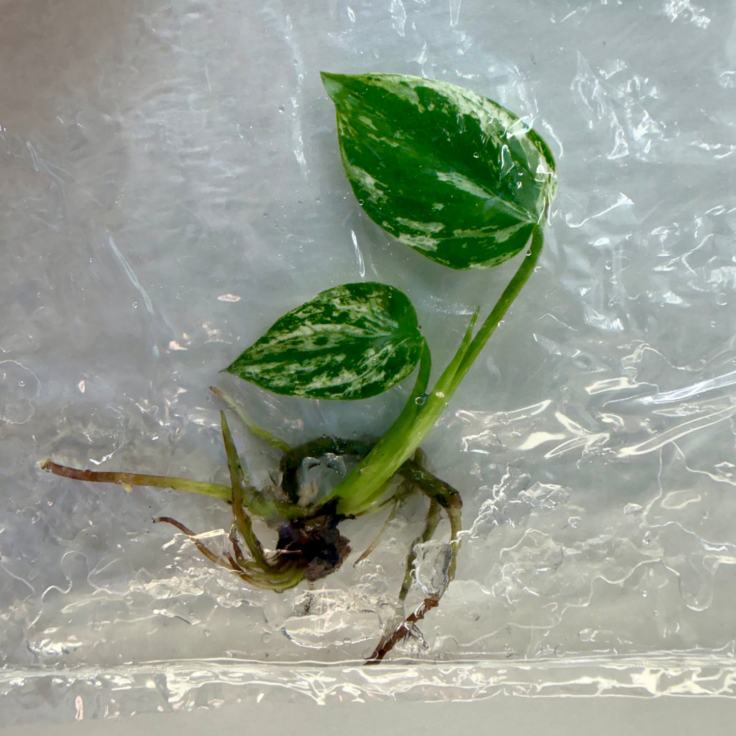 Monstera Devil Monster Premium - Tissue Culture