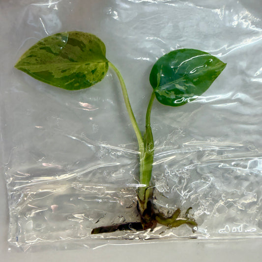 Monstera Deliciosa Bulbasaur Premium - Tissue Culture