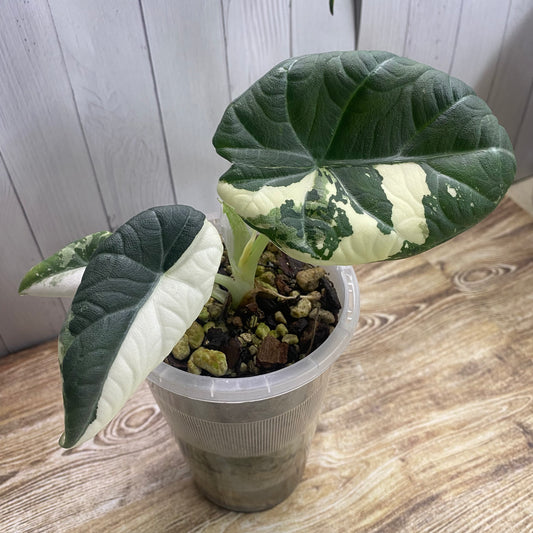 Alocasia Maharani Albo Variegated