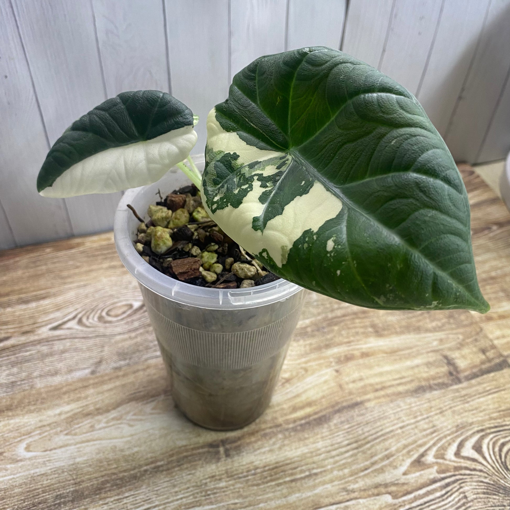 Alocasia Maharani Albo Variegated – Nelson Plant Guy