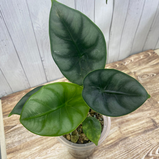 Alocasia Reversa