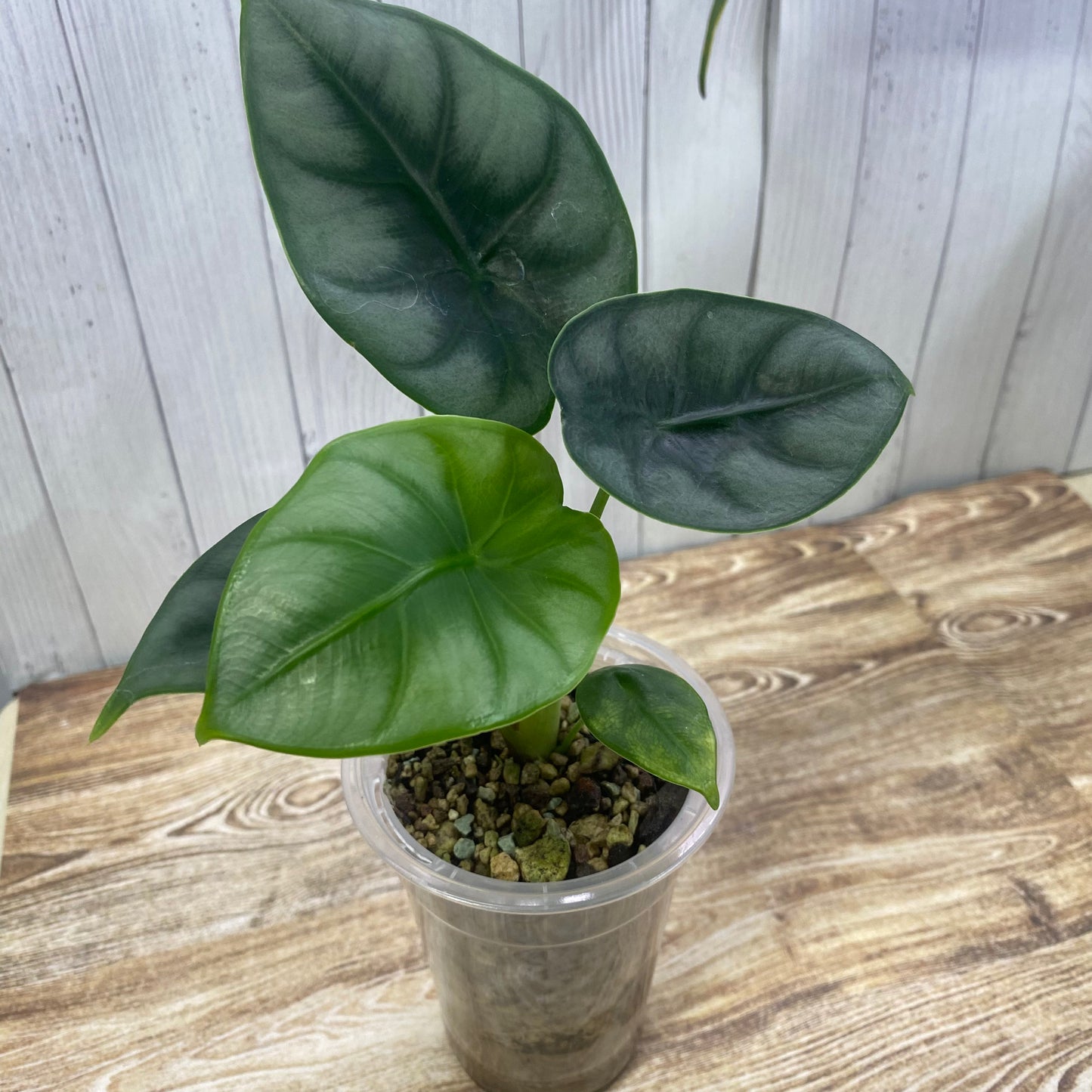 Alocasia Reversa