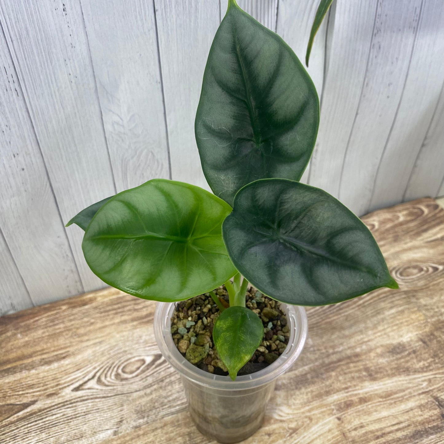Alocasia Reversa