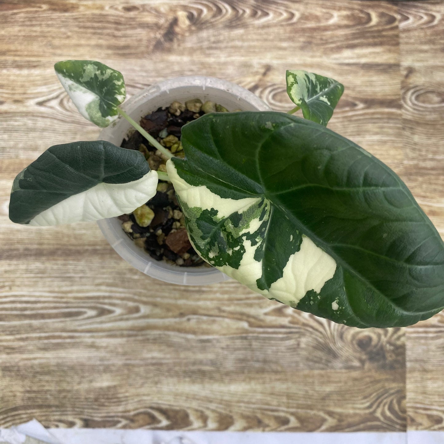 Alocasia Maharani Albo Variegated