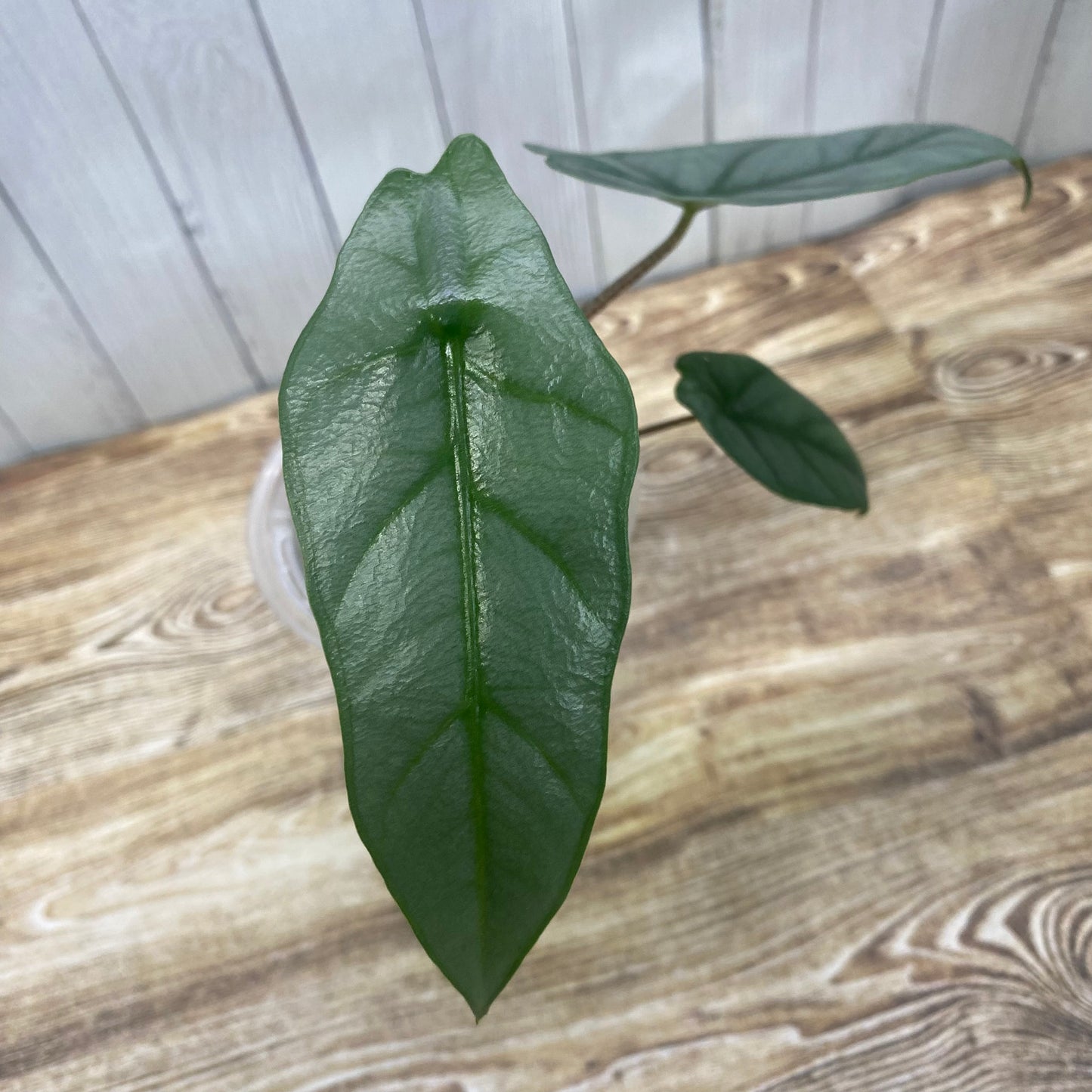 Alocasia Dragon’s Breathe