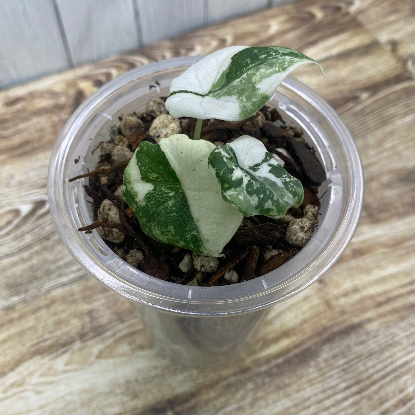 Alocasia Melo Albo Variegated