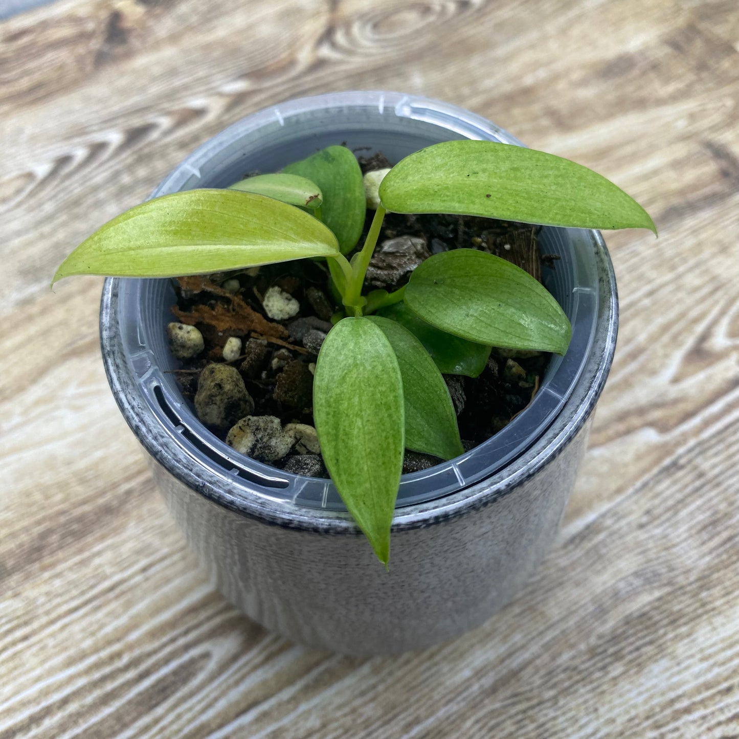 Philodendron Whipple Way