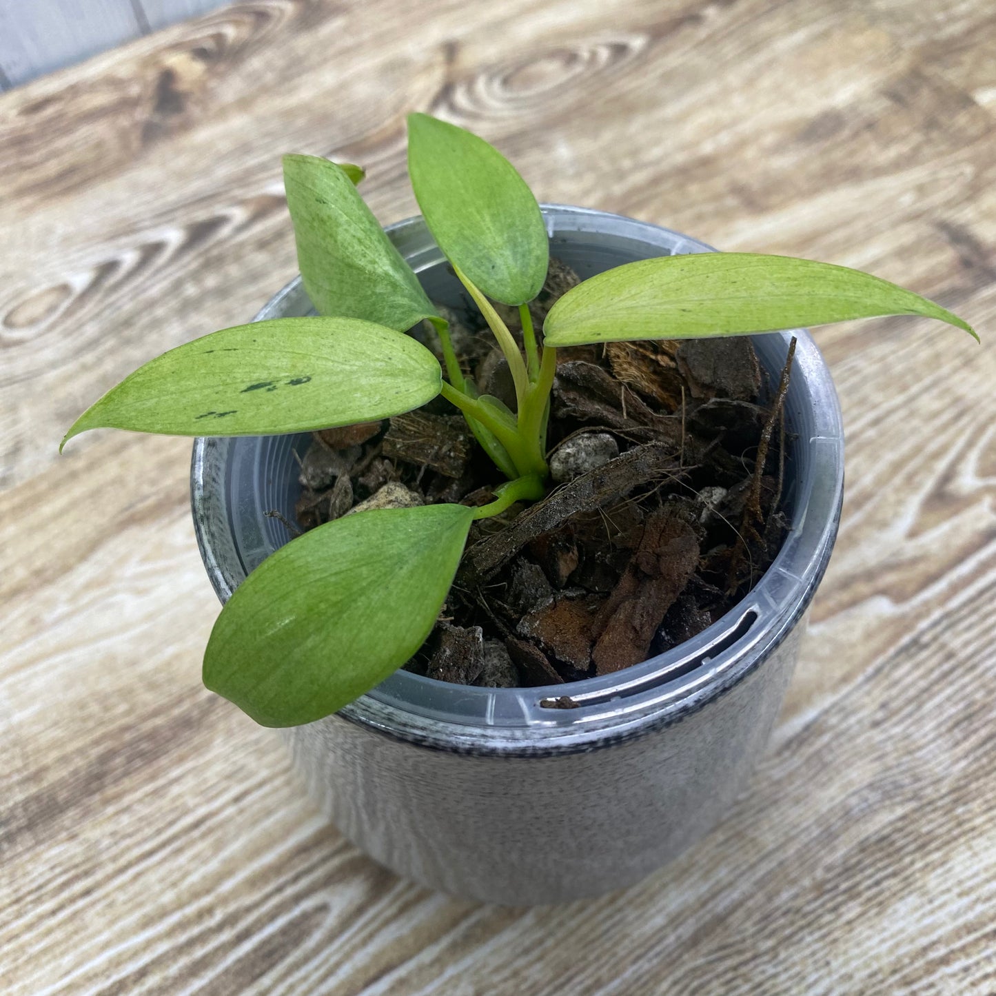 Philodendron Whipple Way