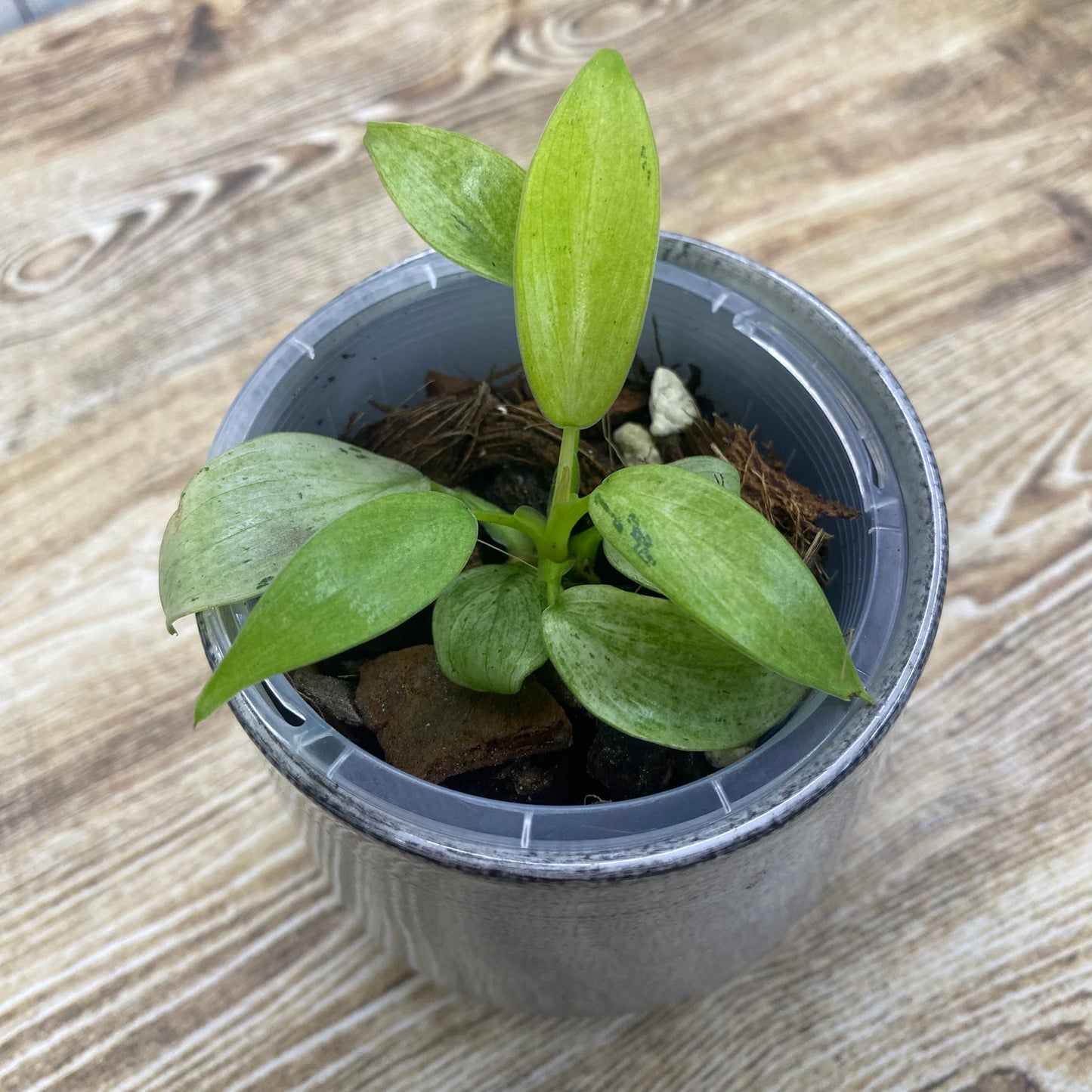 Philodendron Whipple Way